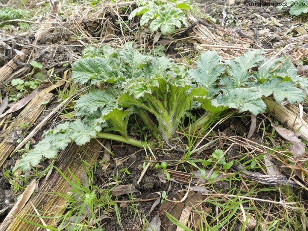 barszcz_sosnowskiego_32