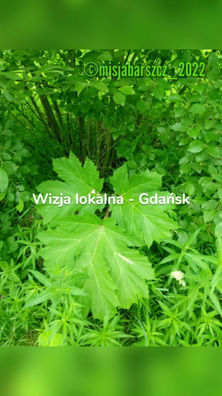 Wizja lokalna - Gdańsk