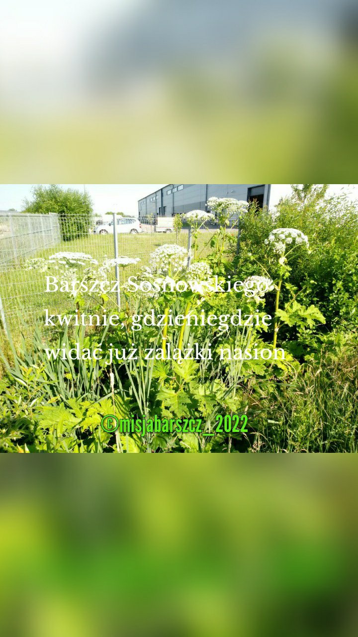 Barszcz Sosnowskiego kwitnie, gdzieniegdzie widać już zalążki nasion